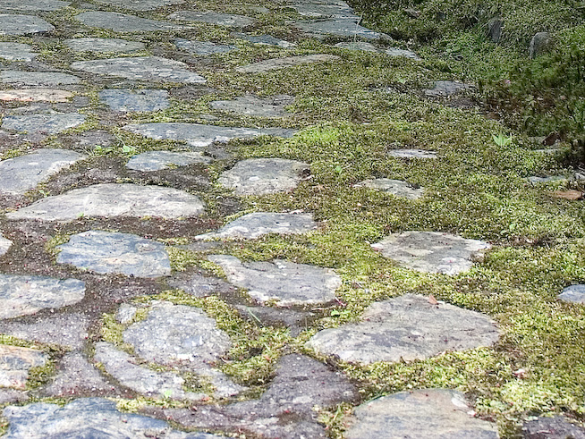 8087moss 1280x960
