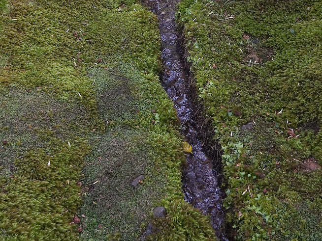 8100moss 1280x960