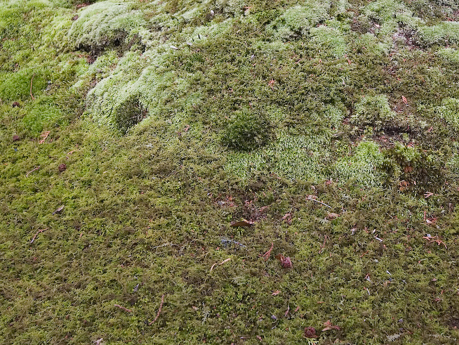 8104moss 1280x960