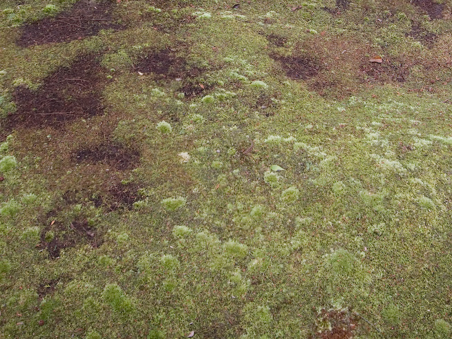 8109moss 1280x960