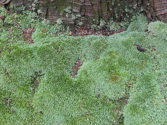 8114moss 1280x960