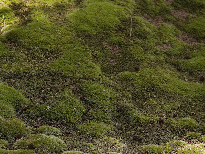 8148moss 1280x960