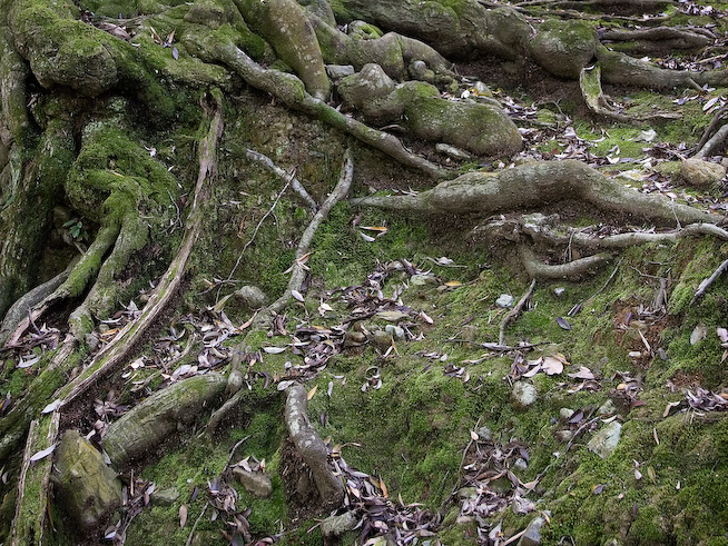 8162moss 1600x1200