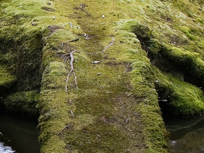 8167moss 1280x960
