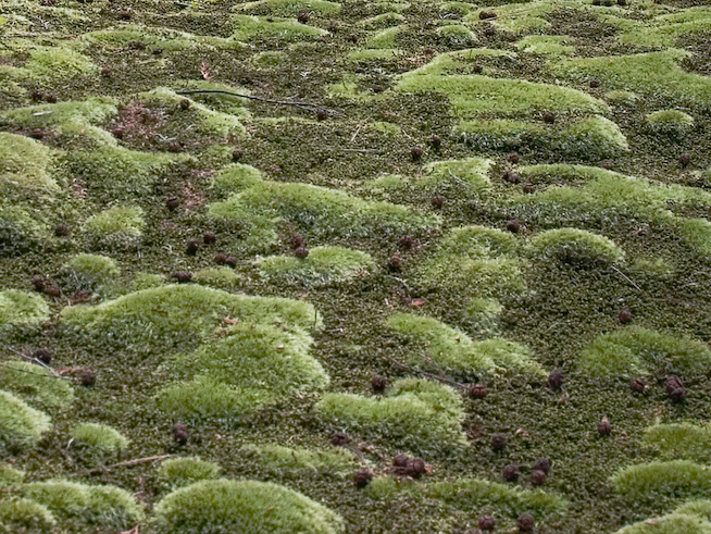 8196moss 1280x960