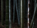 8156 crop 1600x1200 copy