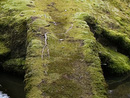 8167moss 1280x960