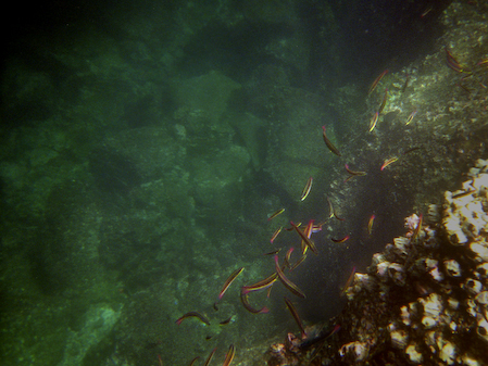Coral_4_1600x1200