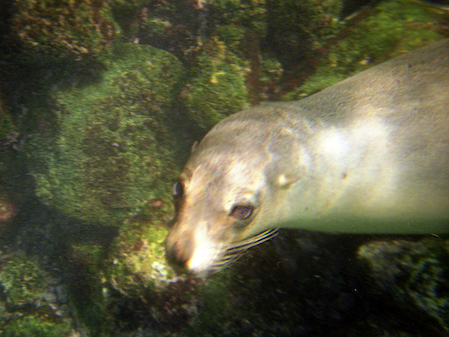 SeaLion_17_1280x960