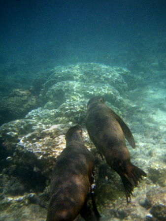 SeaLion_23_1200x1600