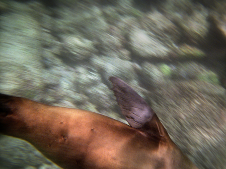 SeaLion_7_1600x1200