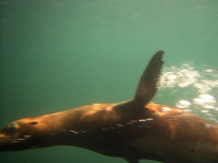 Seal_1_1600x1200