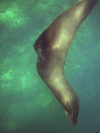 Seal_2_1200x1600
