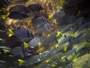 Fish_2_1600x1200
