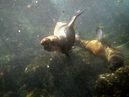 SeaLion_19_1600x1200