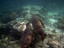 SeaLion_22_2560x1920