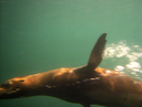 Seal_1_1600x1200