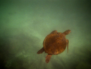 Turtle_6_1600x1200