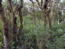 trees_2560x1920
